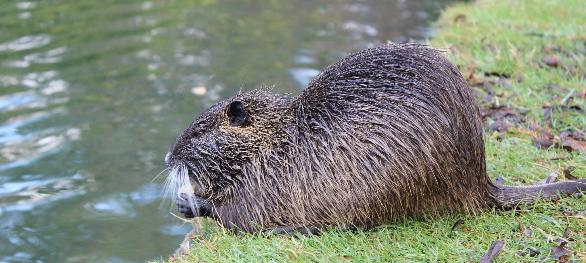 Teichtrockenlegung wegen Bibers