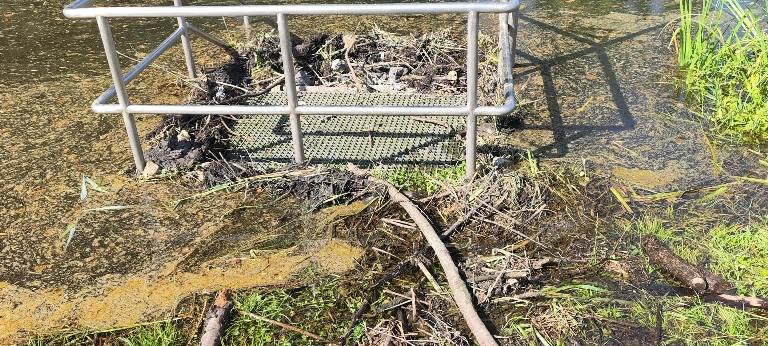 Teichtrockenlegung wegen Bibers