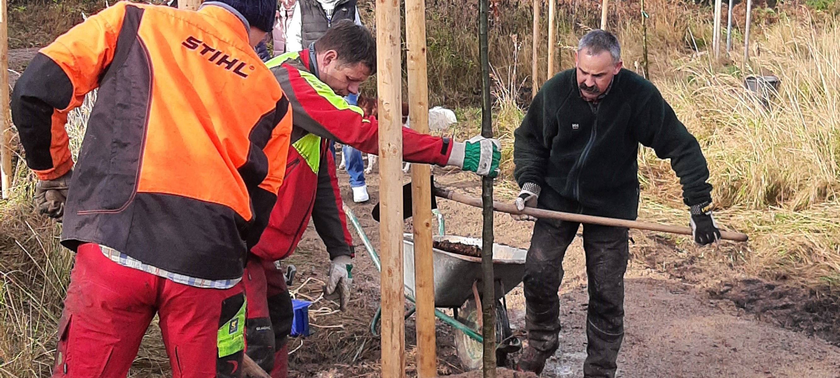 Neue Eichen für den Stolberger Bürgerwald