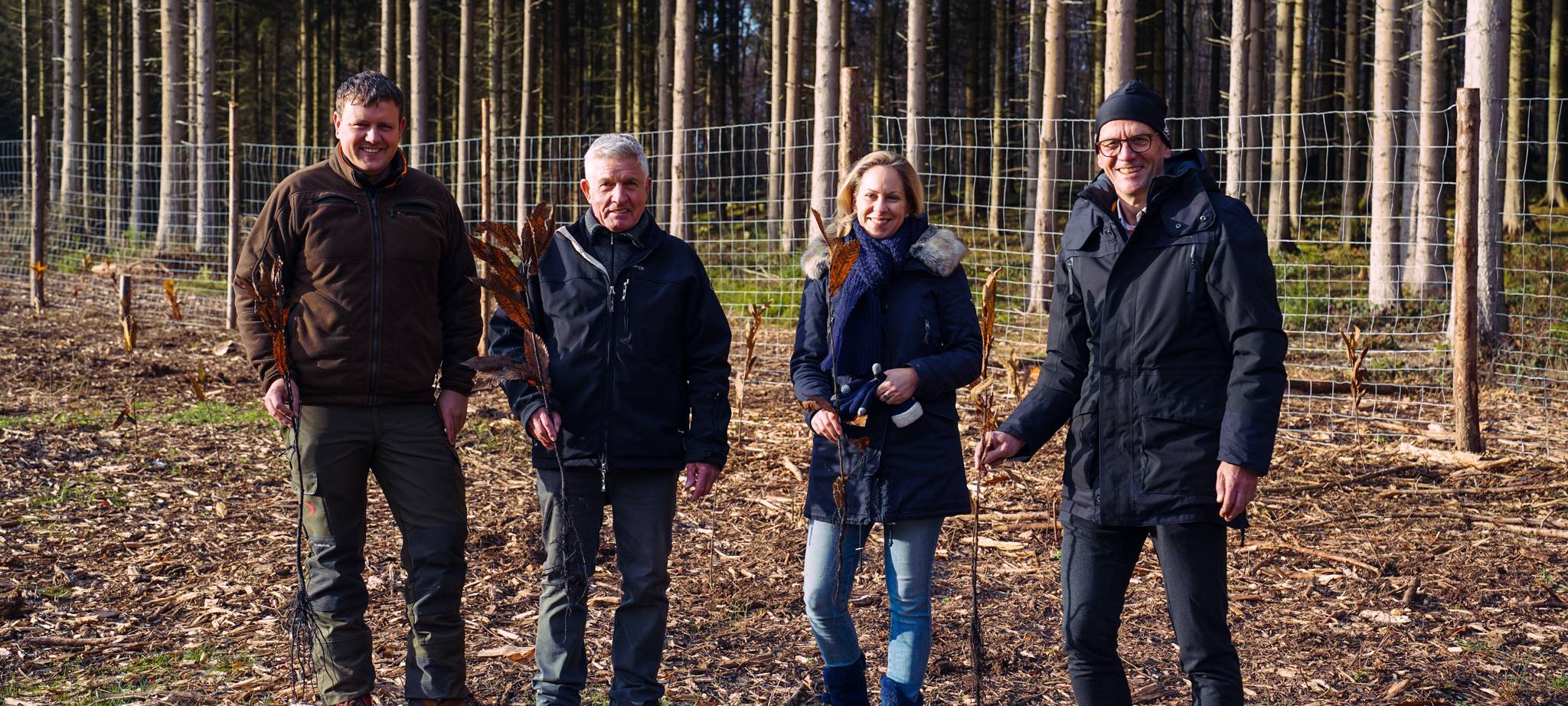 Net(t)aufforstung: Neue Esskastanien in Stolberg gesetzt