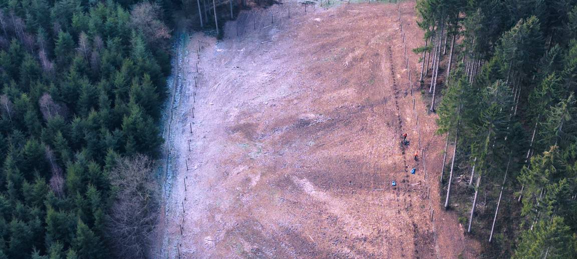 Net(t)aufforstung: Neue Esskastanien in Stolberg gesetzt