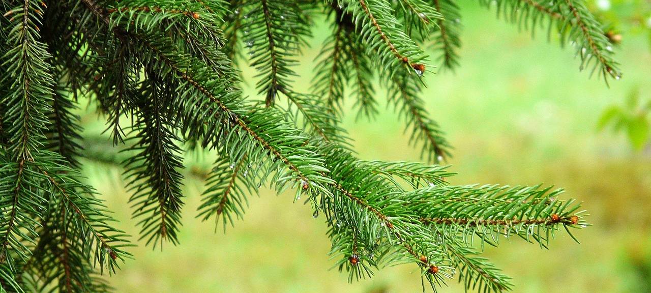 Aachener Westfriedhof: 120 Nadelbäume werden gefällt