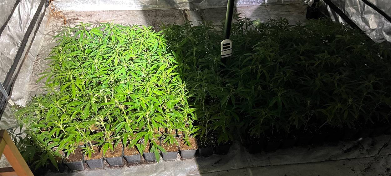 Hanfplantage in einem Mehrfamilienhaus am Adalbertsteinweg