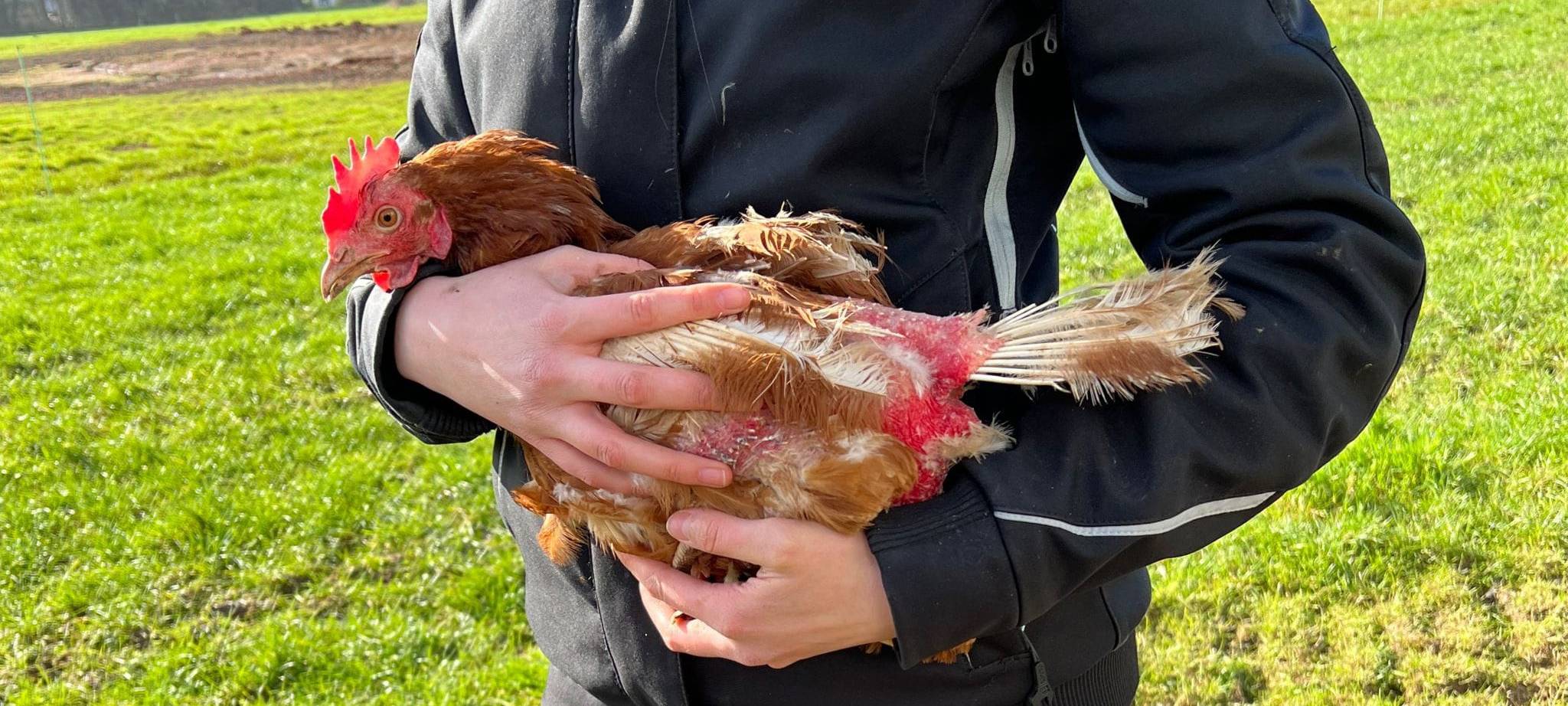 Veterinäramt ermittelt gegen Aachener Hühner-Besitzer