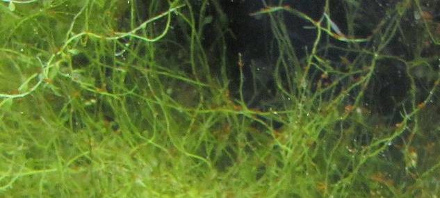 Flüssige Bäume für bessere Luft in Aachen?