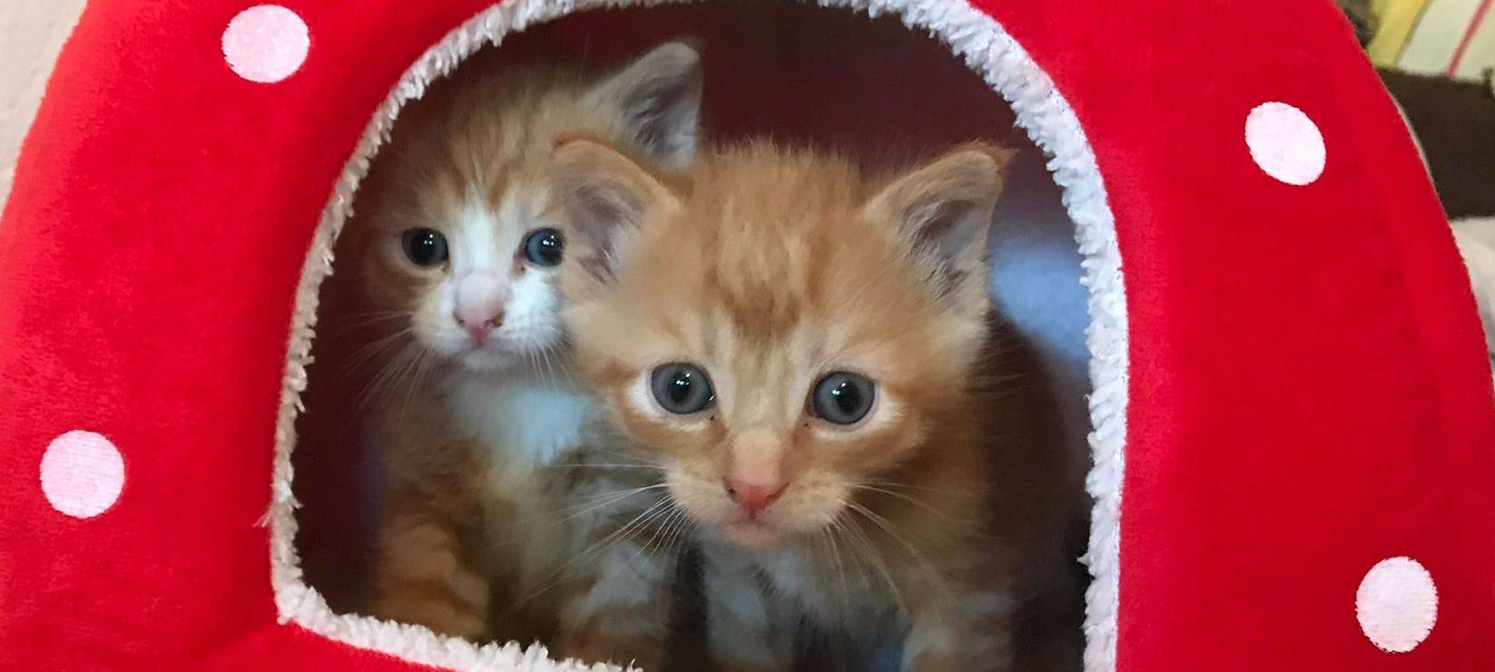 Pflegestellen gesucht für Katzen und ihre Jungen