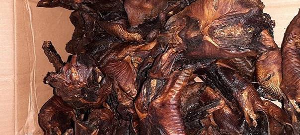 Transporter mit Fischen und Fledermäusen sichergestellt