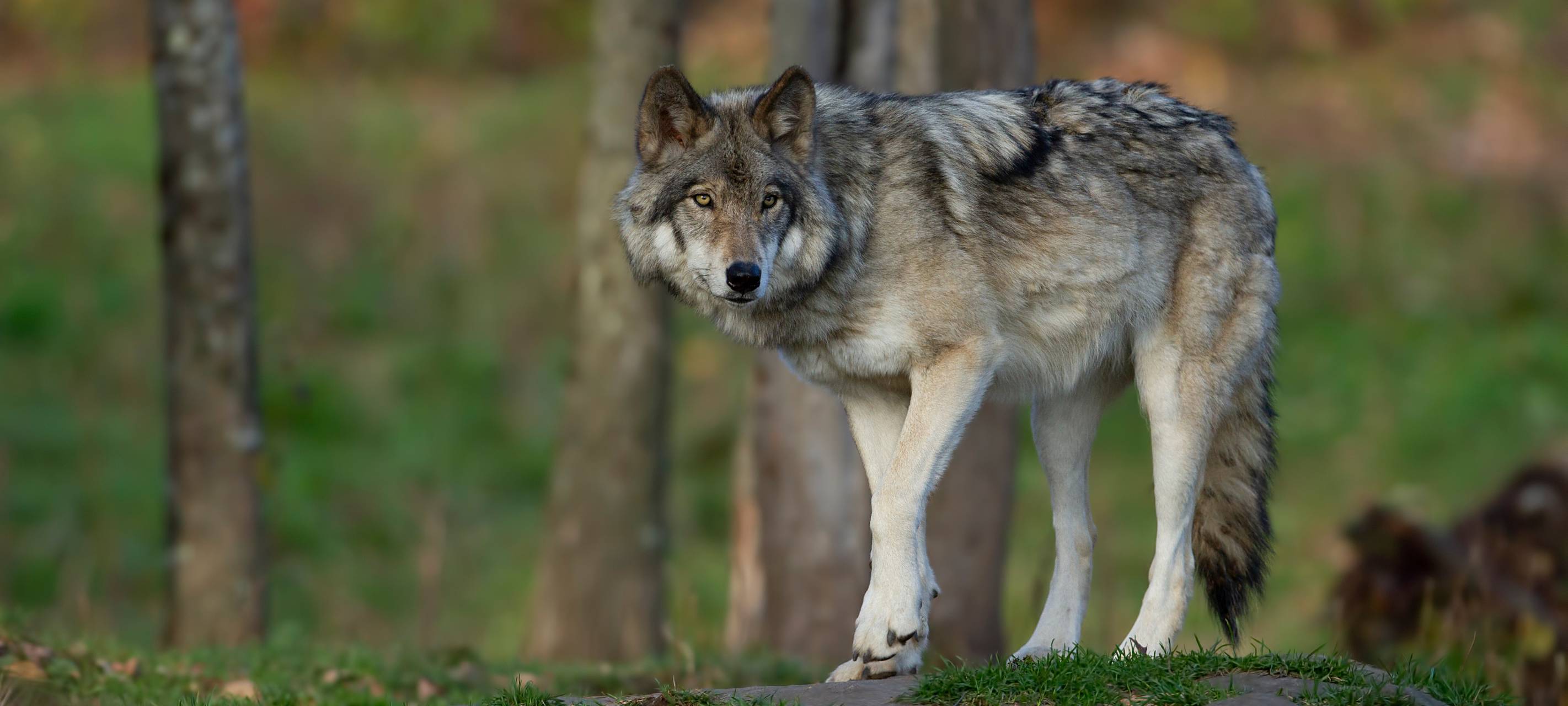 Identität des toten Wolfs geklärt