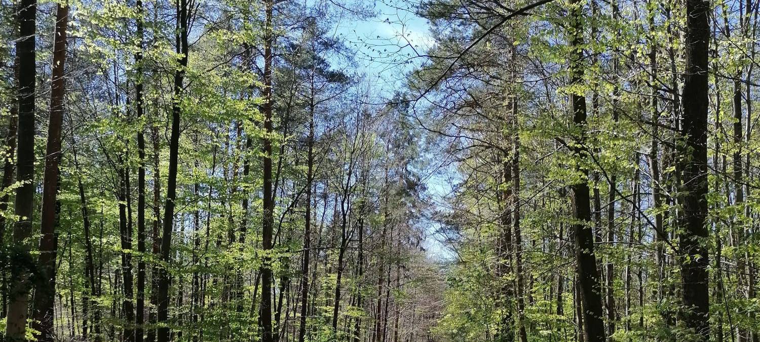 Jetzt anmelden für Pflanzaktion im "Öcher Bösch"