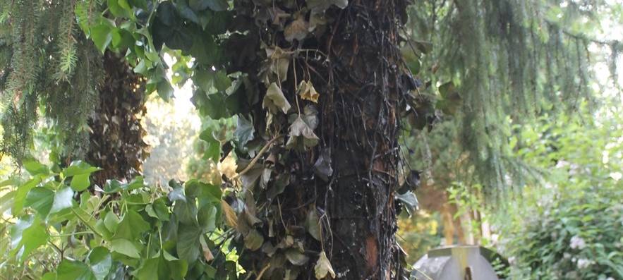 Brandstiftung auf dem Ostfriedhof?