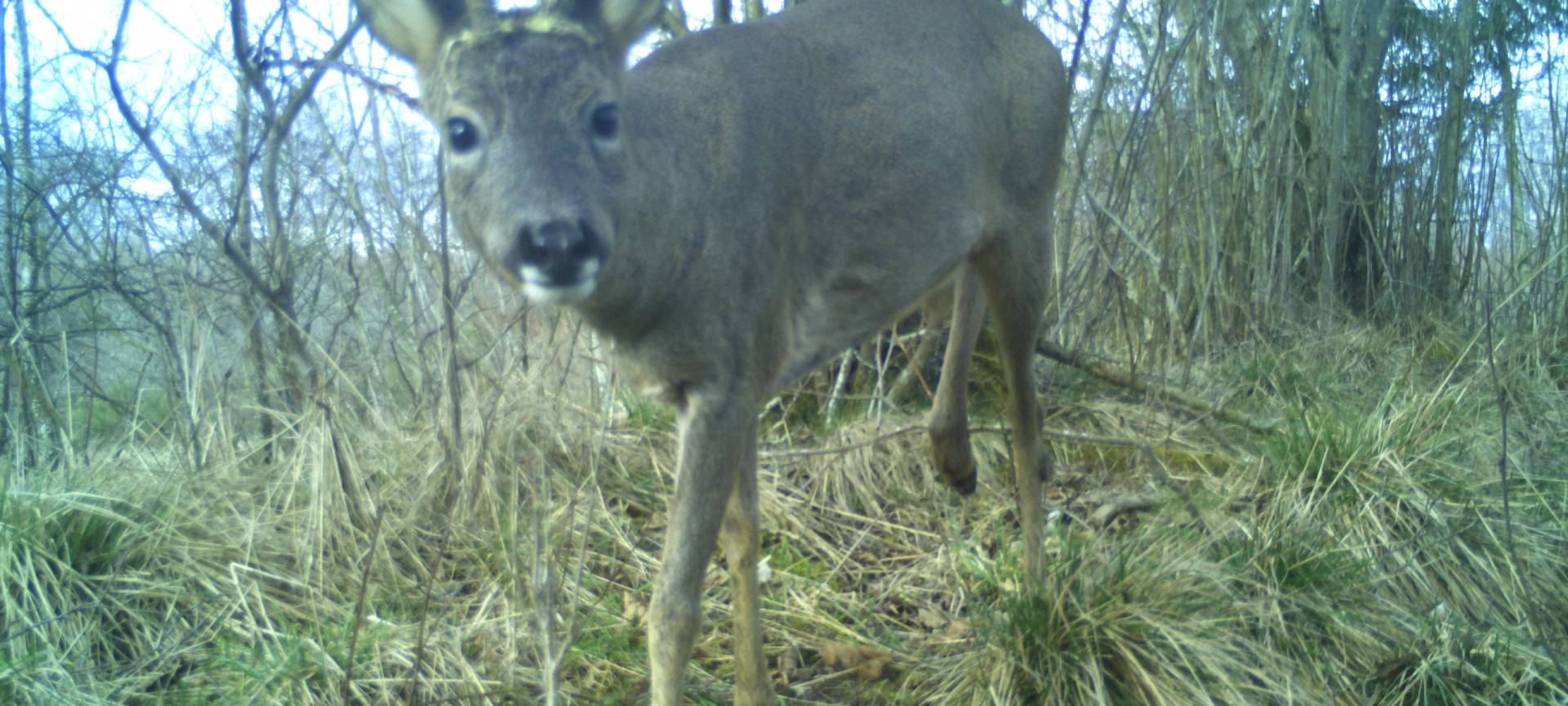 Nächstes Wildtiermonitoring in den Nationalparks