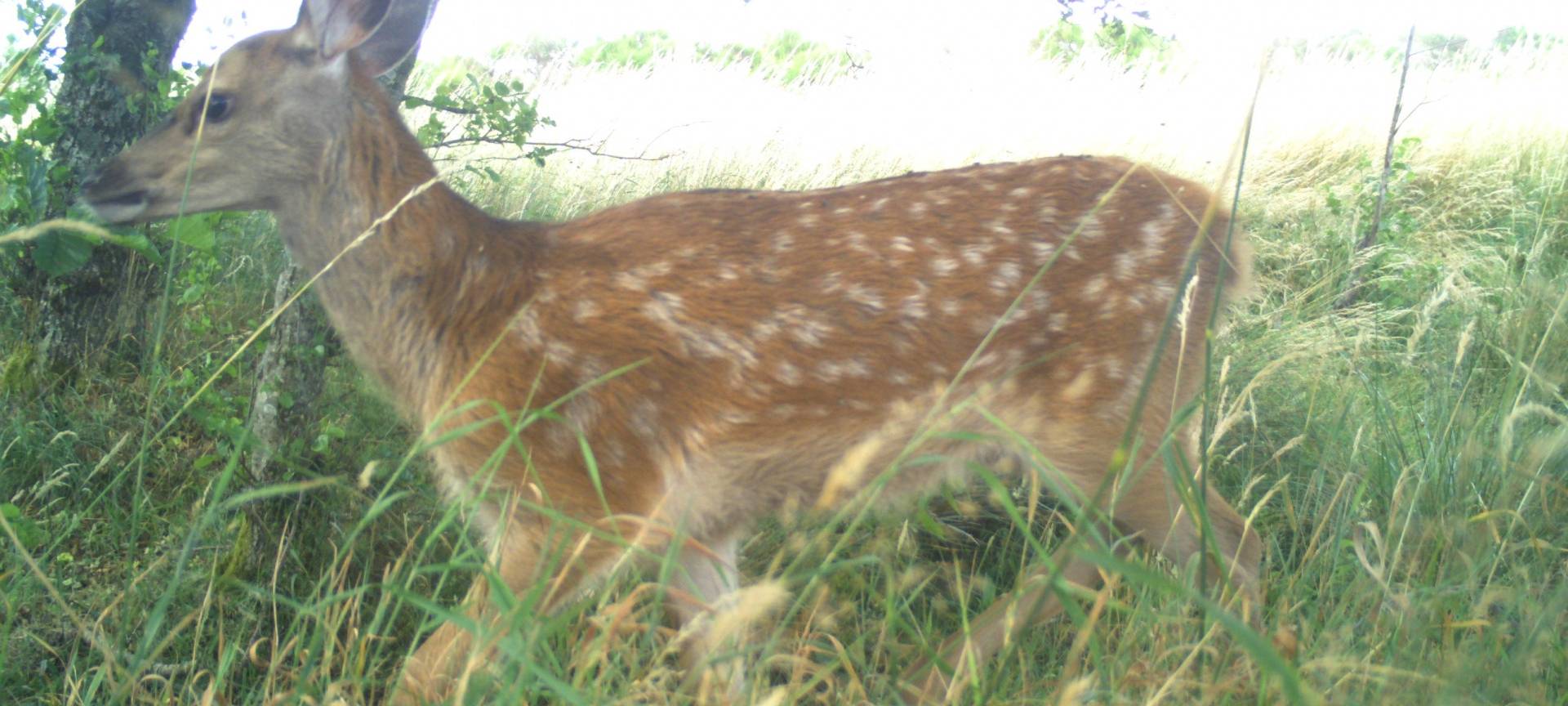 Nächstes Wildtiermonitoring in den Nationalparks
