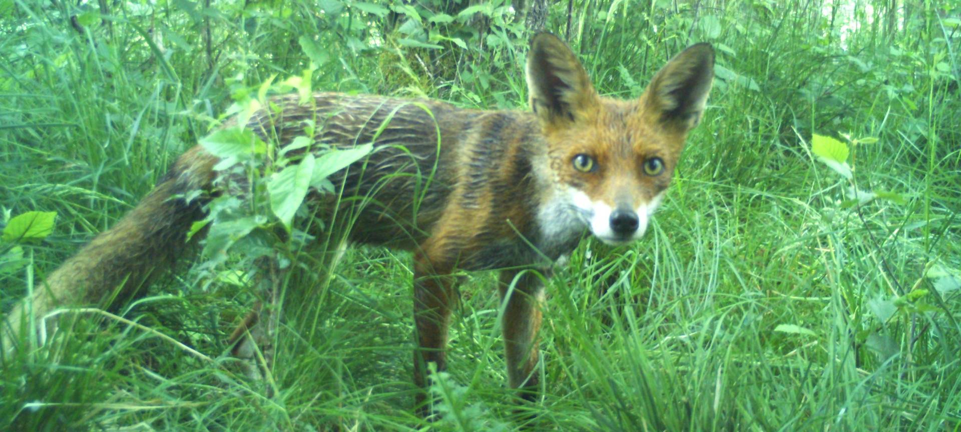 Nächstes Wildtiermonitoring in den Nationalparks