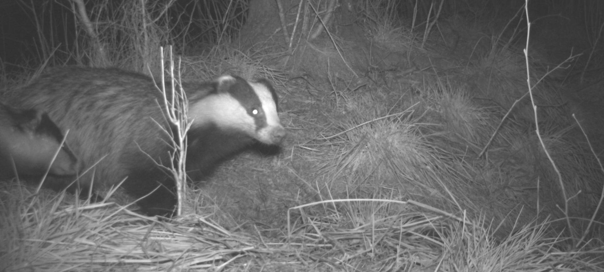 Nächstes Wildtiermonitoring in den Nationalparks