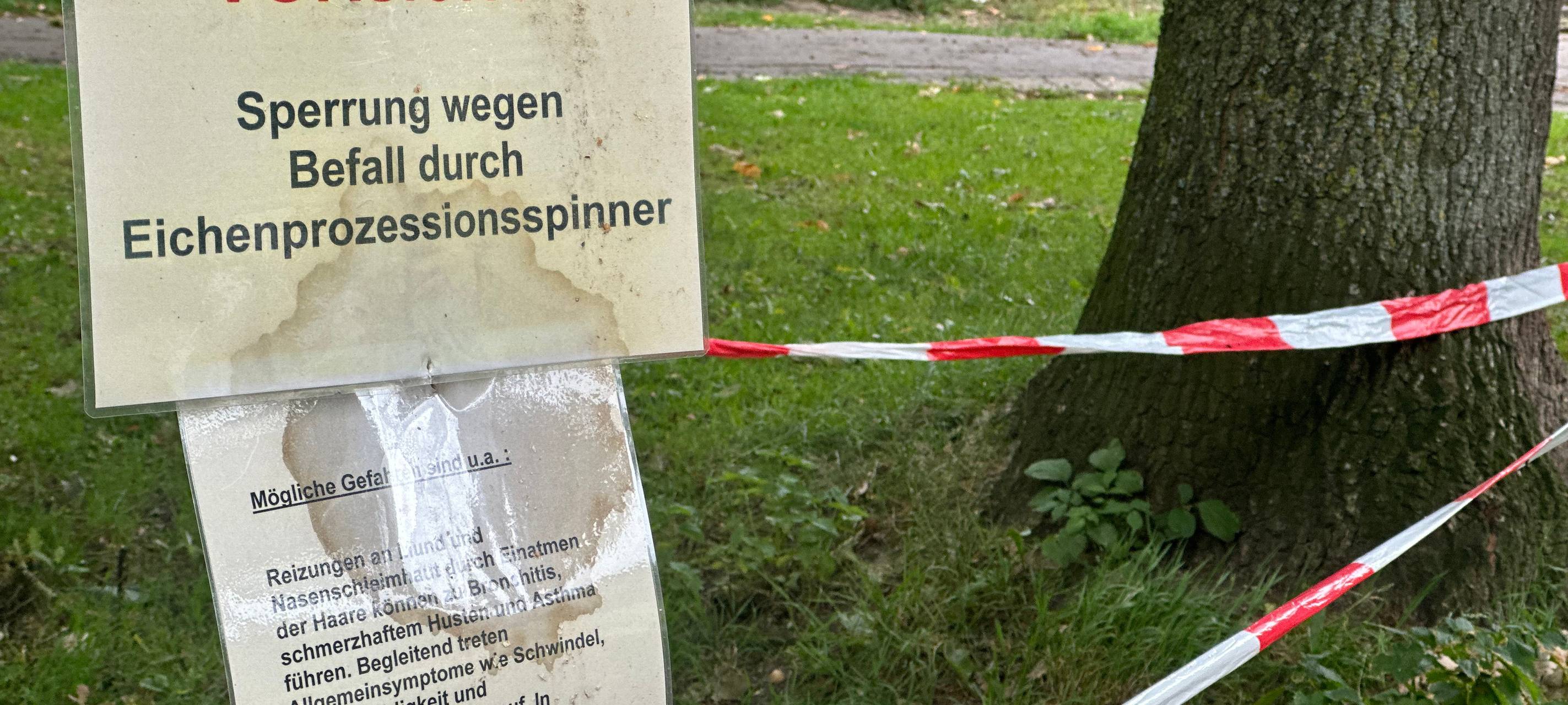 Eichenprozessionsspinner-Befall in Würselen