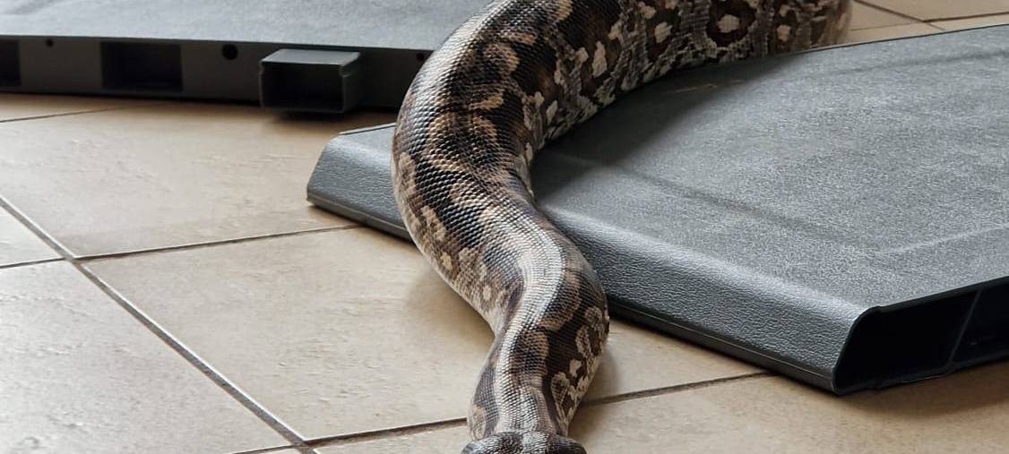 Feuerwehrleute lernen Umgang mit Reptilien