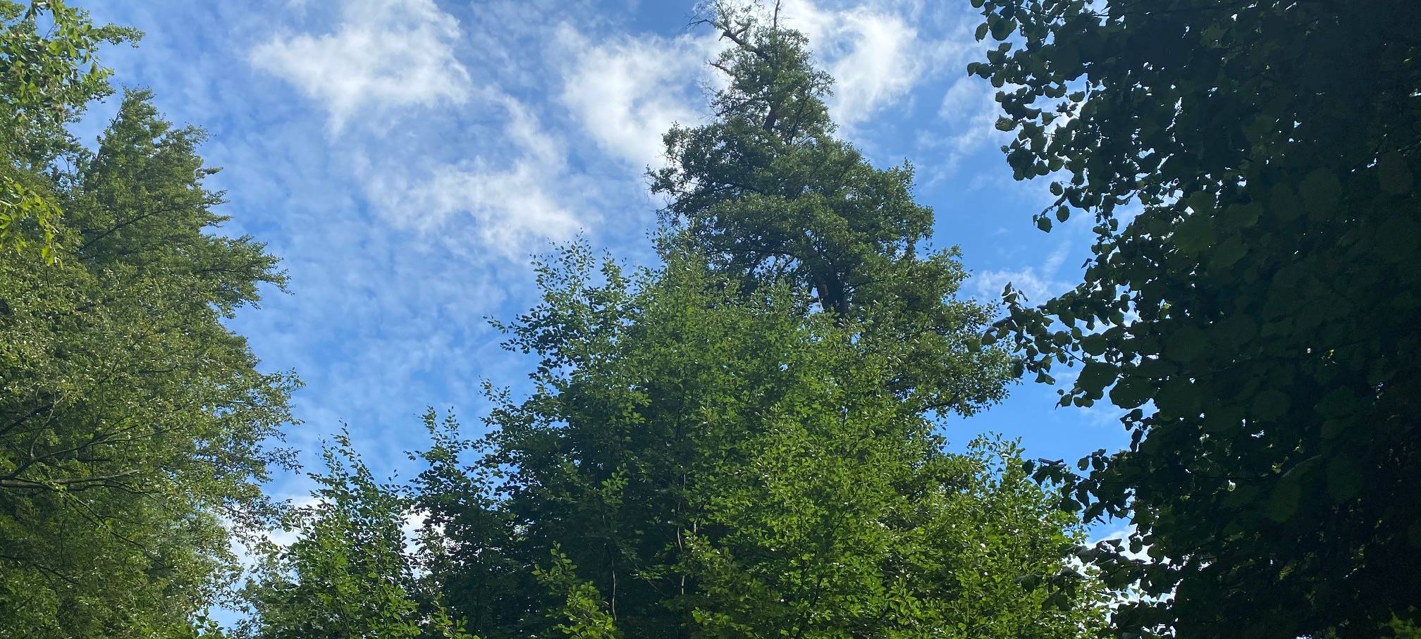 Alle für den Öcher Bösch