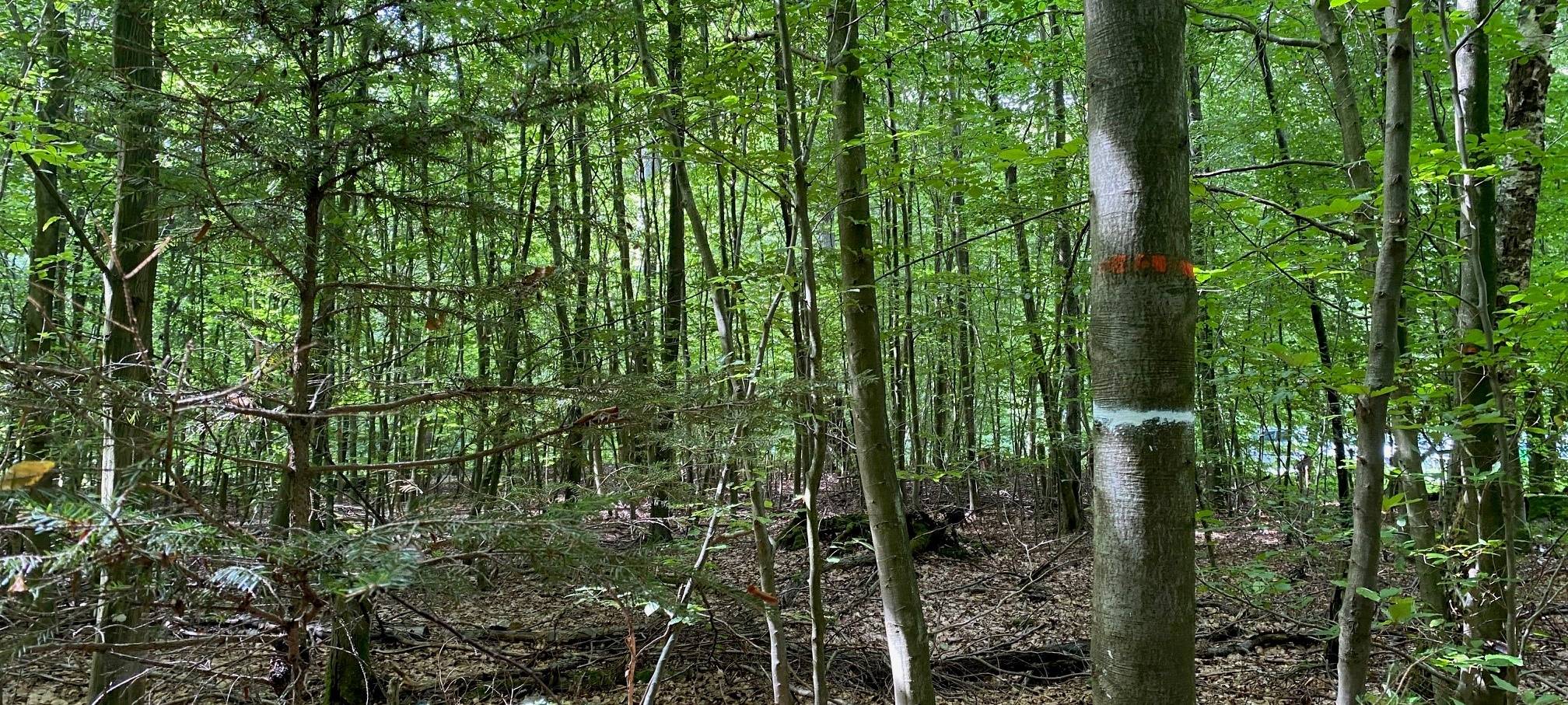 Alle für den Öcher Bösch