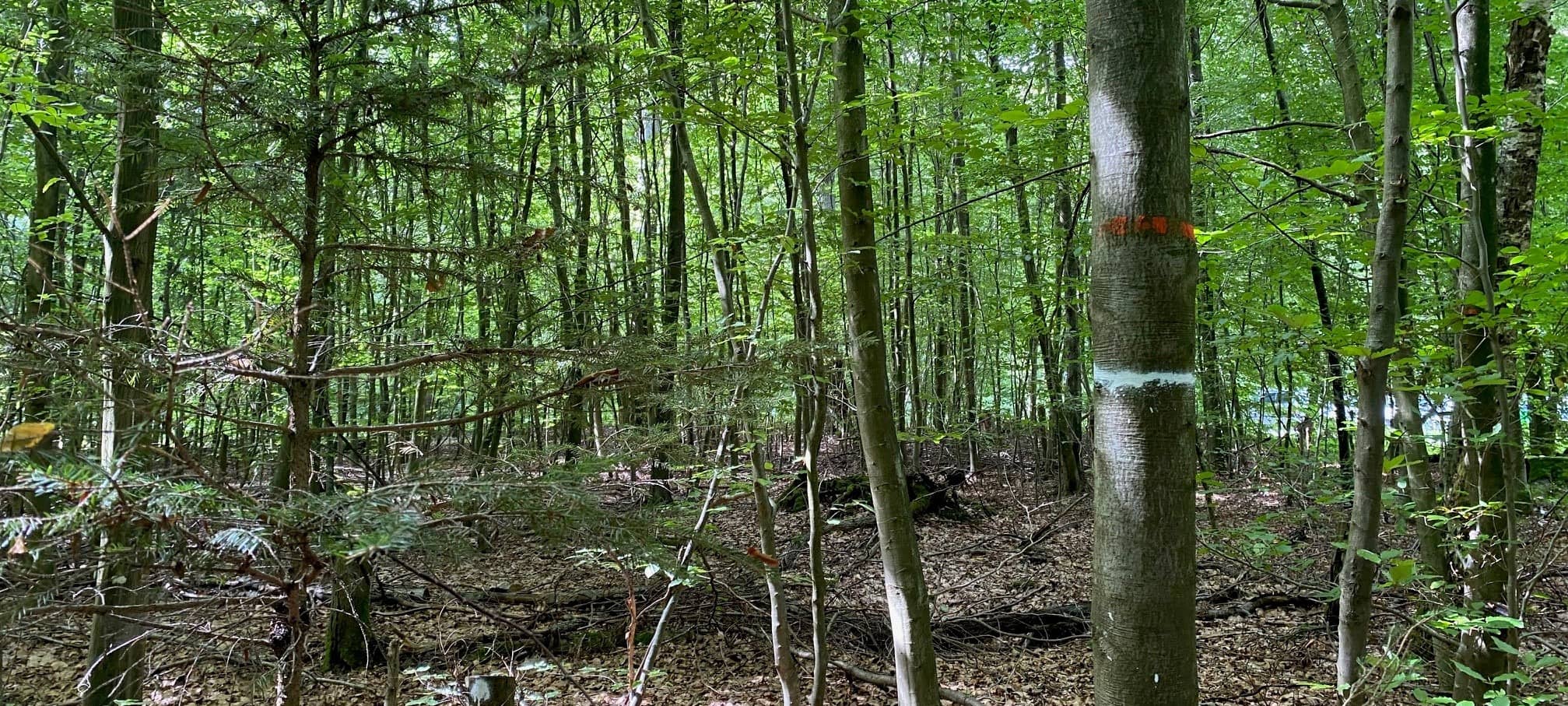 Sturm: Aachener Wald besser meiden