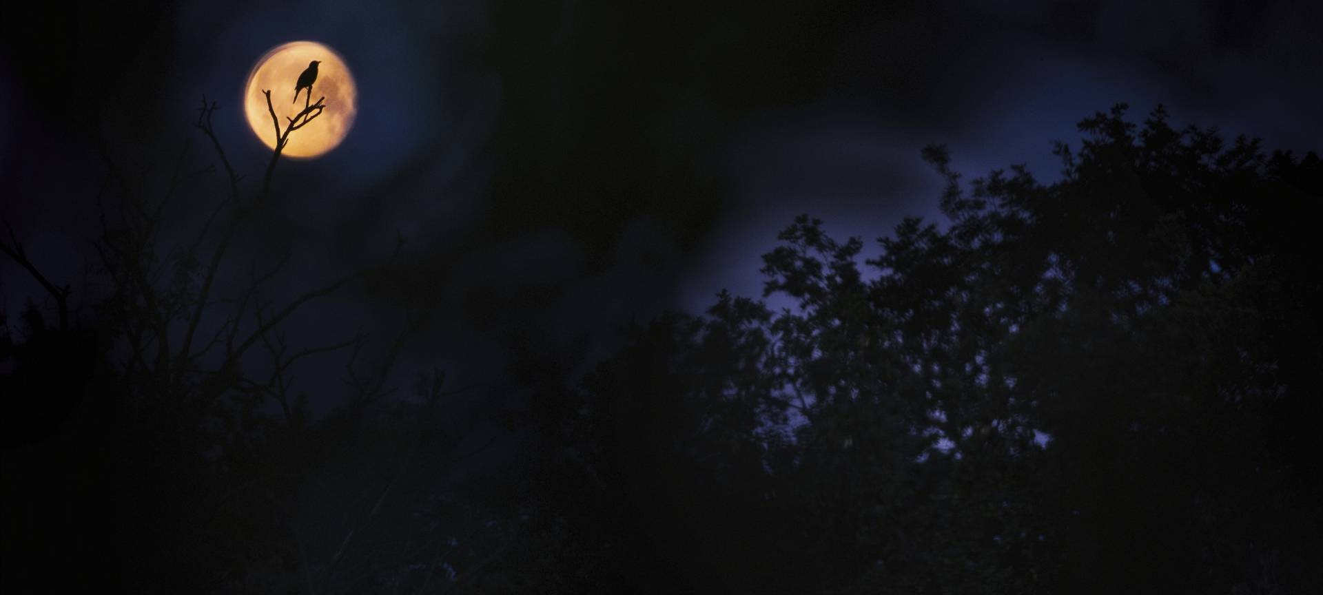 Nationalpark Eifel: „Glanzlichter der Naturfotografie 2023“