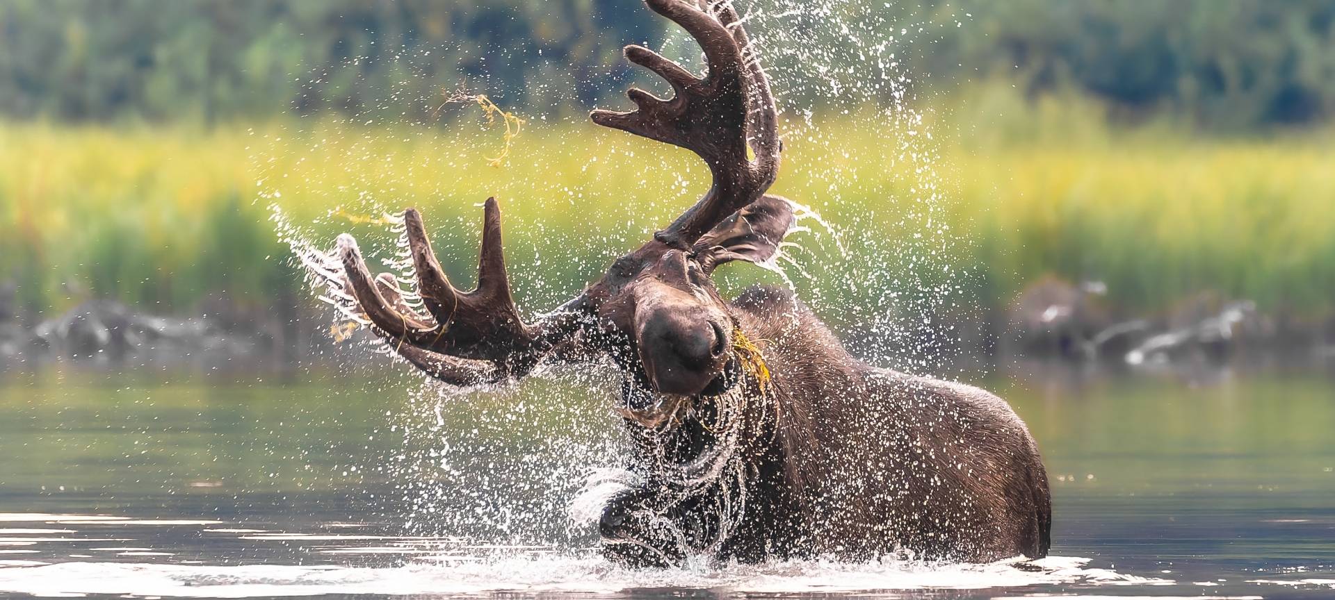 Nationalpark Eifel: „Glanzlichter der Naturfotografie 2023“