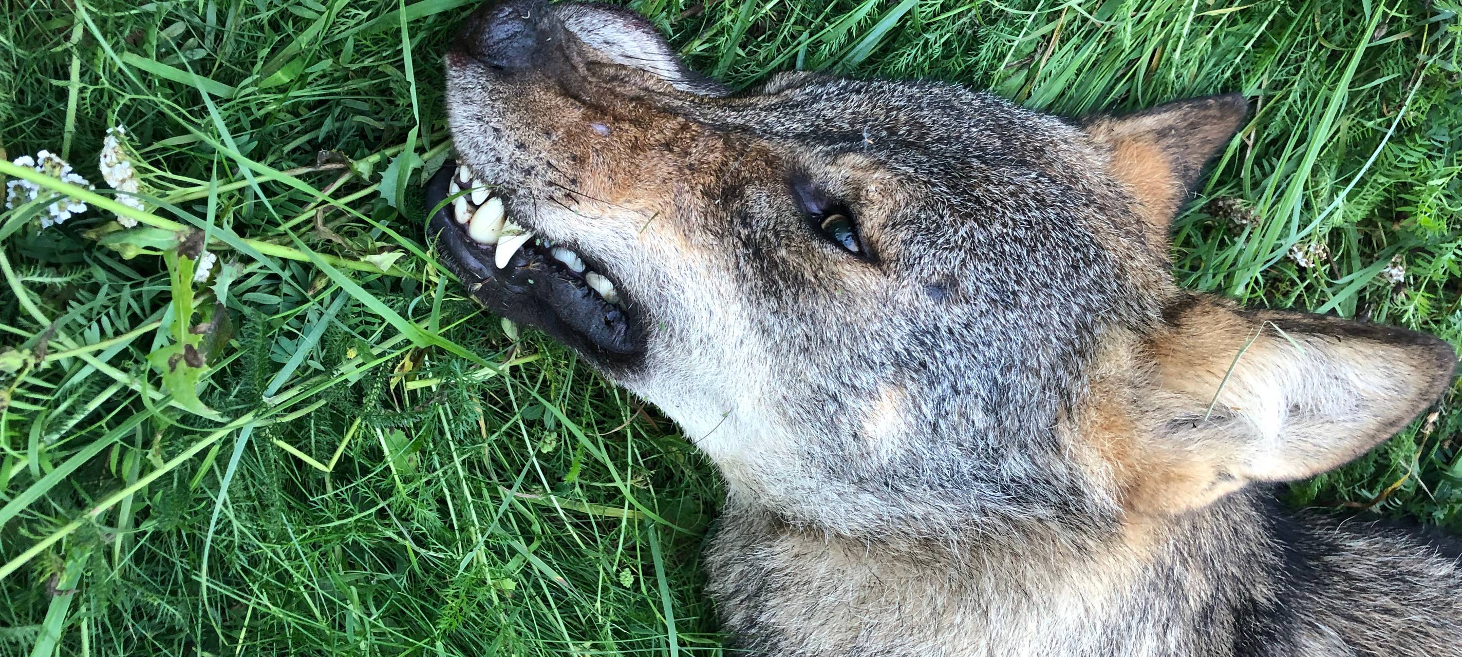 Wolfsrüde stirbt auf B258 bei Wildunfall
