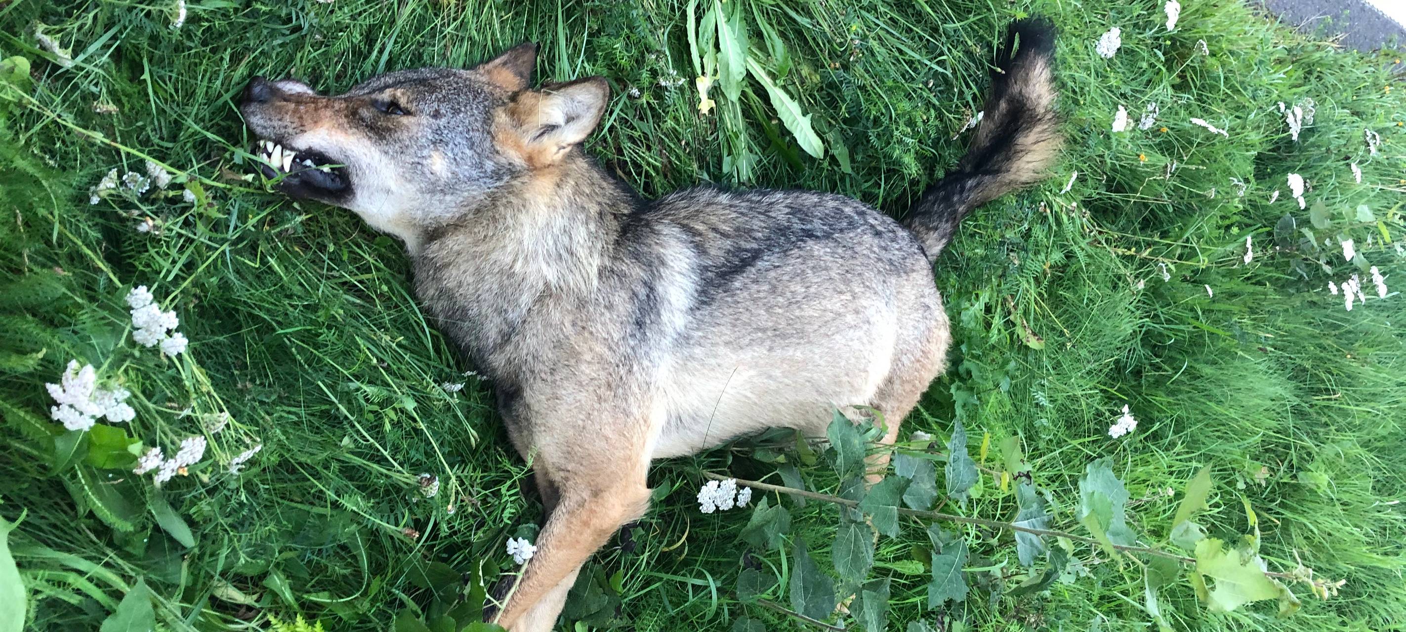 Wolfsrüde stirbt auf B258 bei Wildunfall