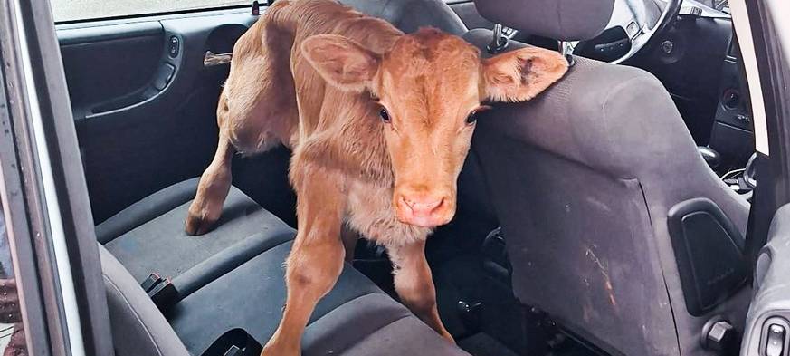 Mit Kälbchen auf dem Rücksitz zur Polizei