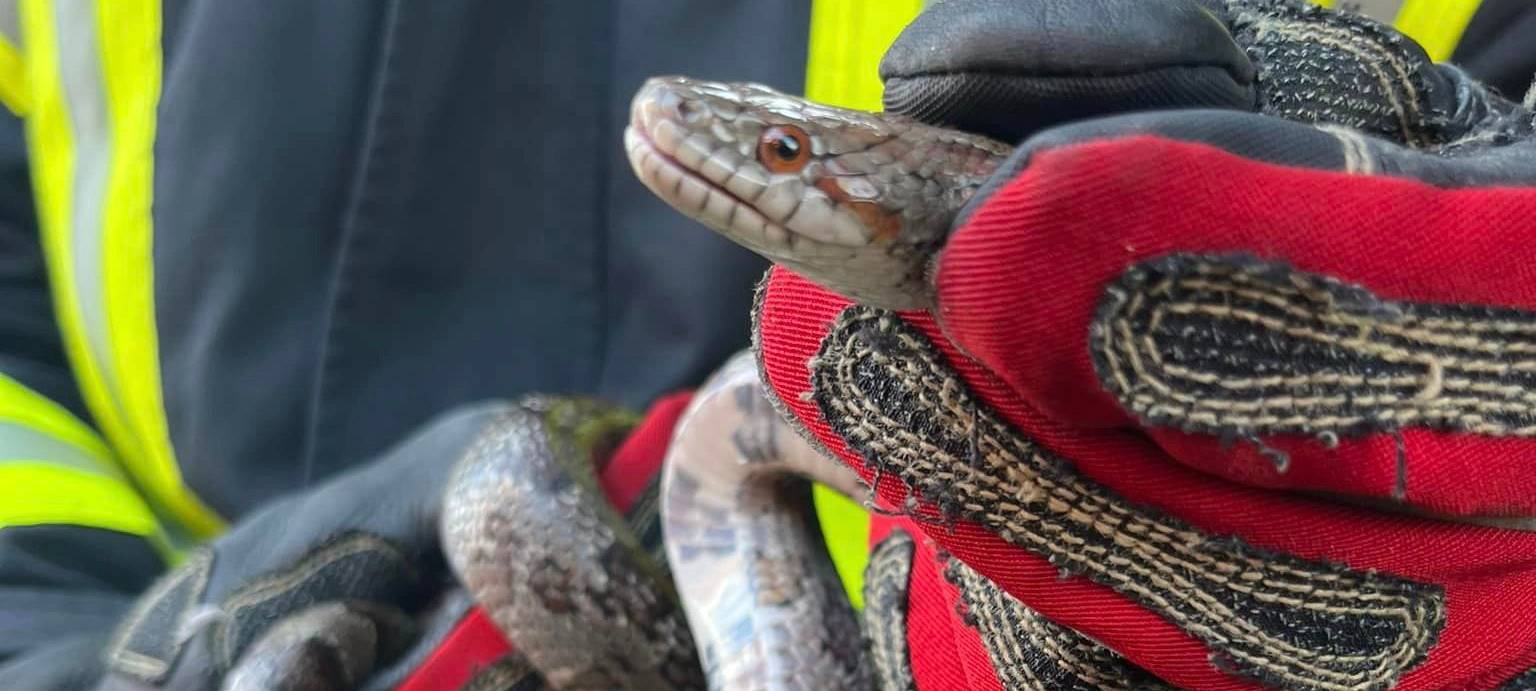 Schlange in Herzogenrath gefangen