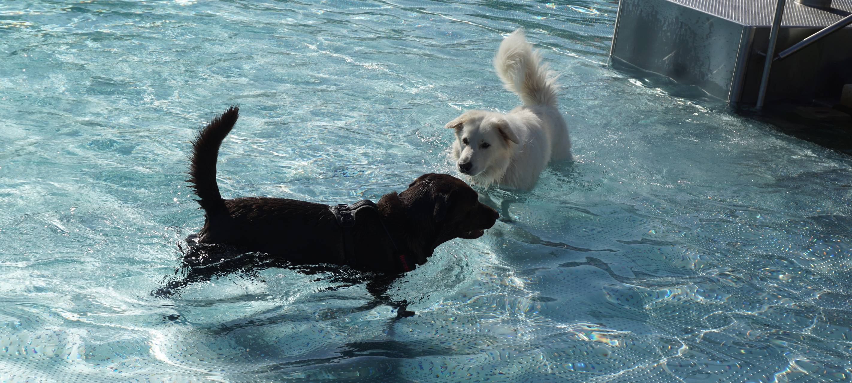 Wieder Hundeschwimmen in Merkstein