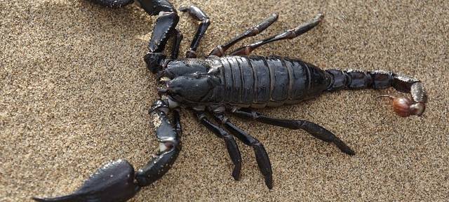 Skorpion in Aachener Seniorenheim