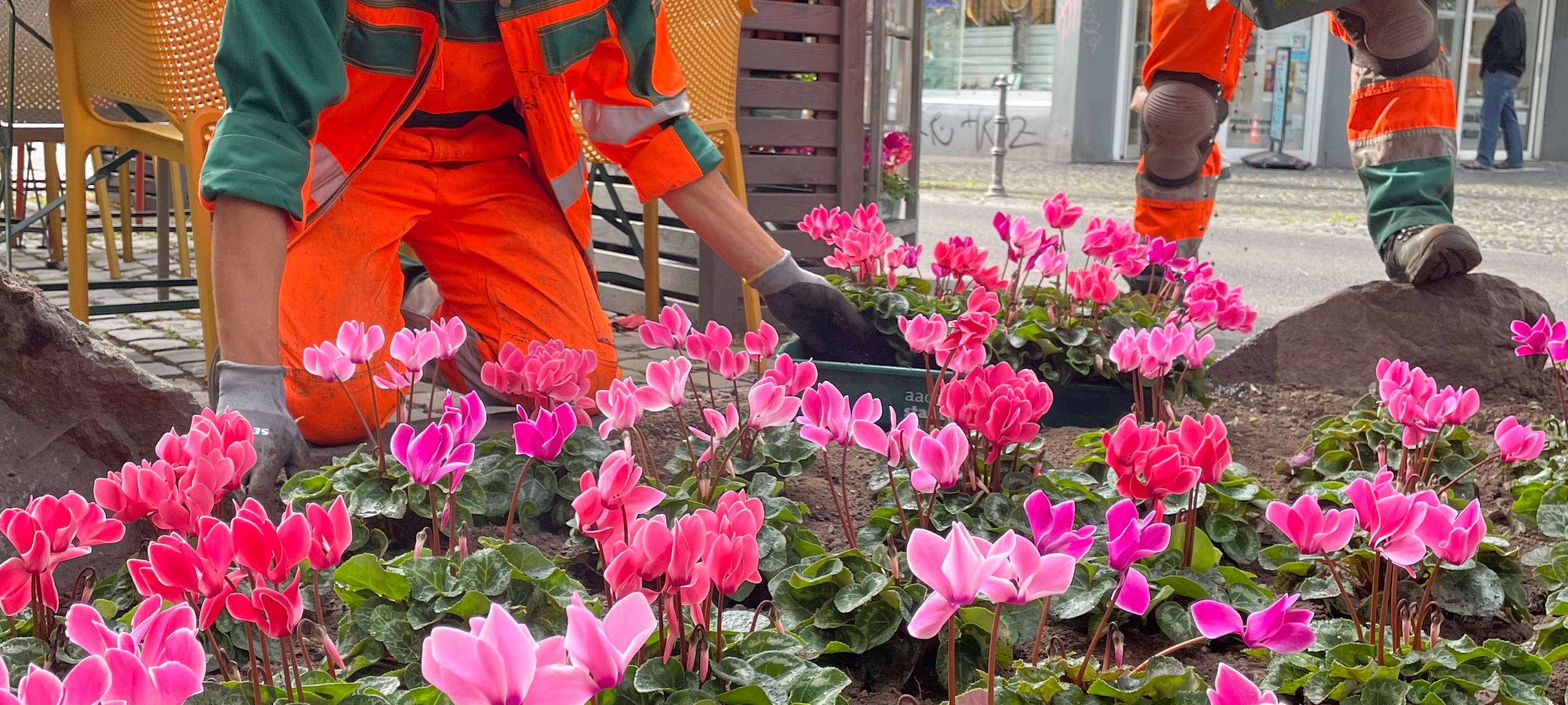 Stadtgärtnerei sorgt für Herbstflor in Aachen