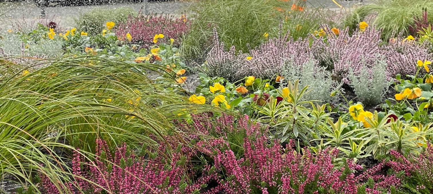 Stadtgärtnerei sorgt für Herbstflor in Aachen