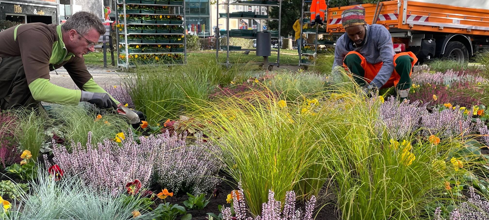 Stadtgärtnerei sorgt für Herbstflor in Aachen