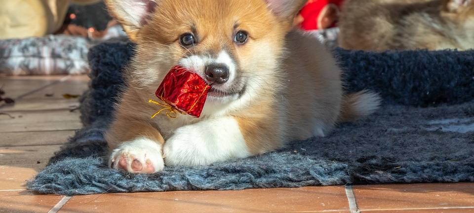Tiere gehören nicht unter den Weihnachtsbaum