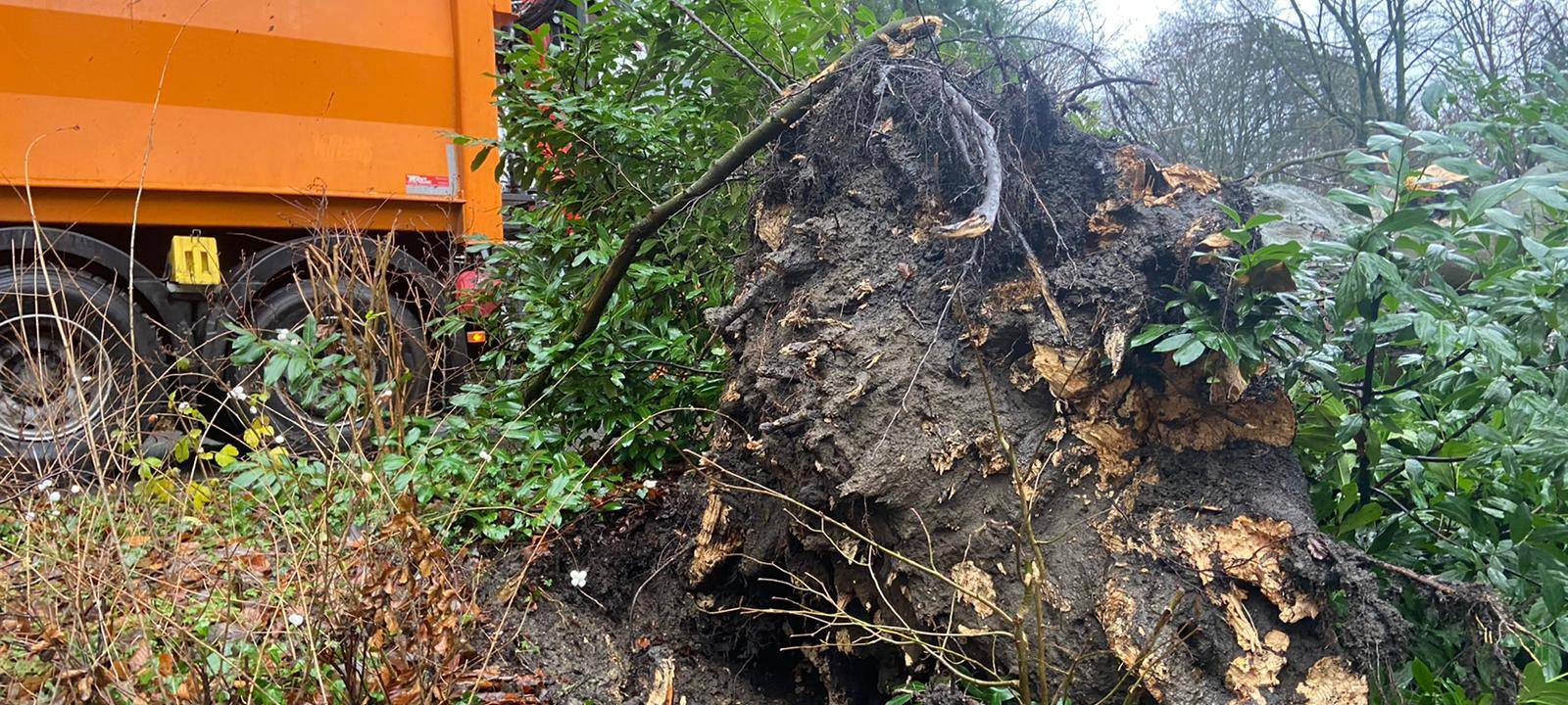 Aachen: Sturmschäden vor allem am Lousberg