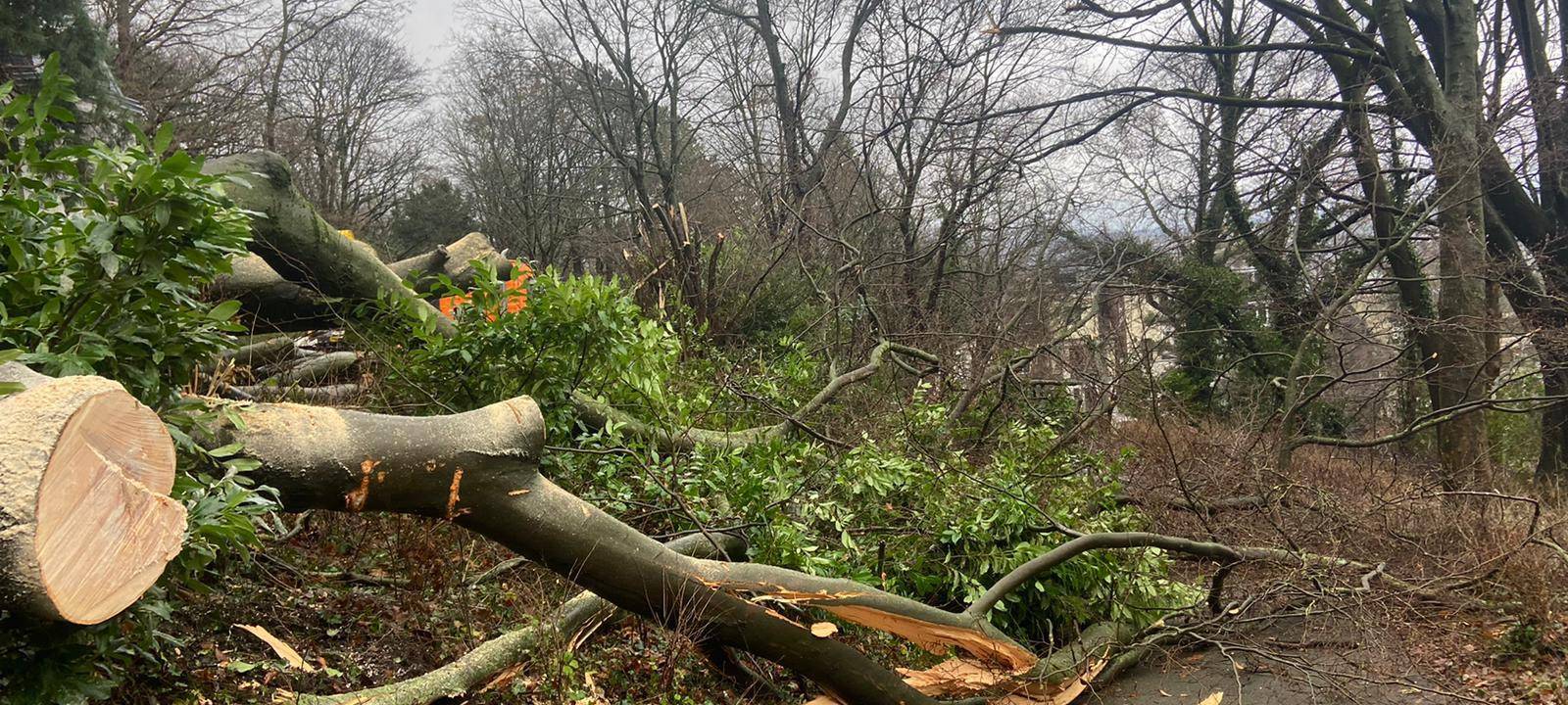 Aachen: Sturmschäden & Co. werden nach und nach beseitigt