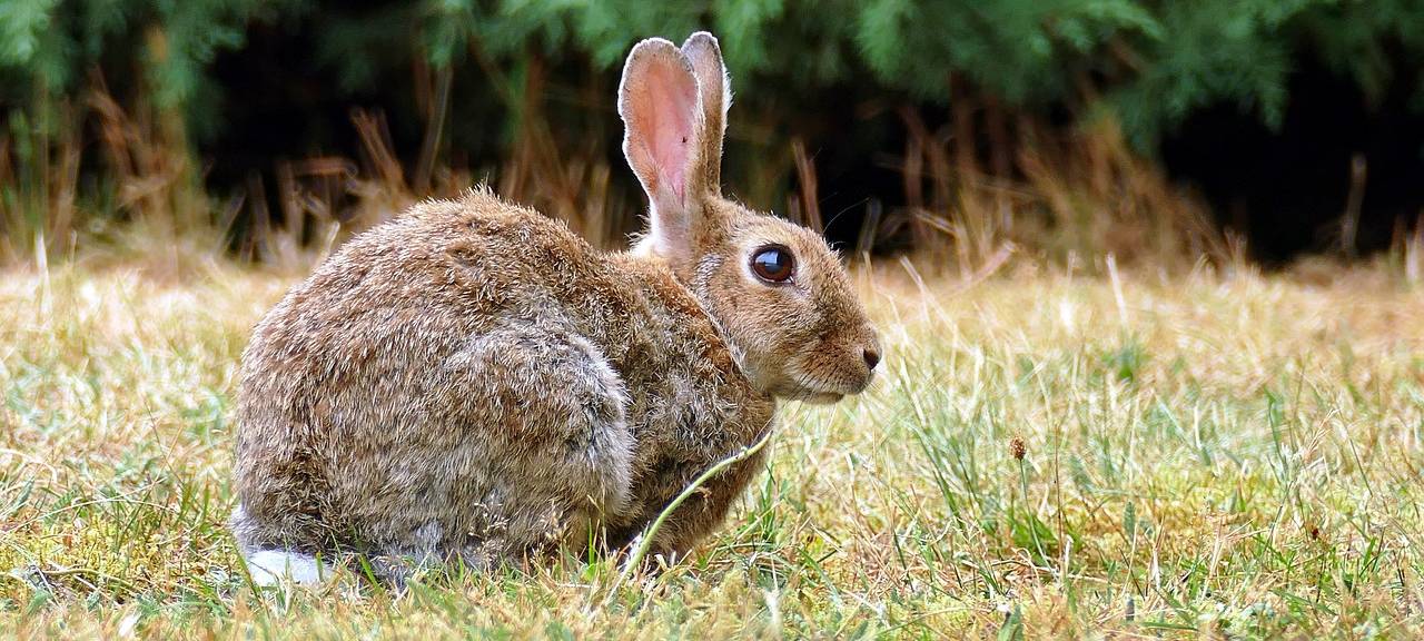 Wildkaninchensterben in der StädteRegion