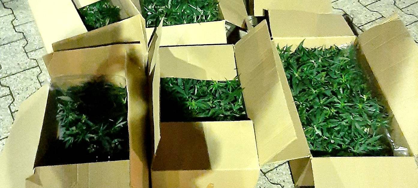 Verkehrskontrolle mit 450 Cannabispflanzen im Auto