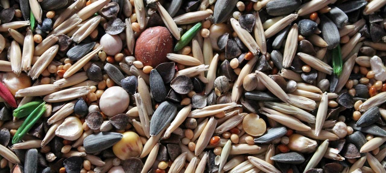 Aachen: Stadtbibliothek "verleiht" Saatgut