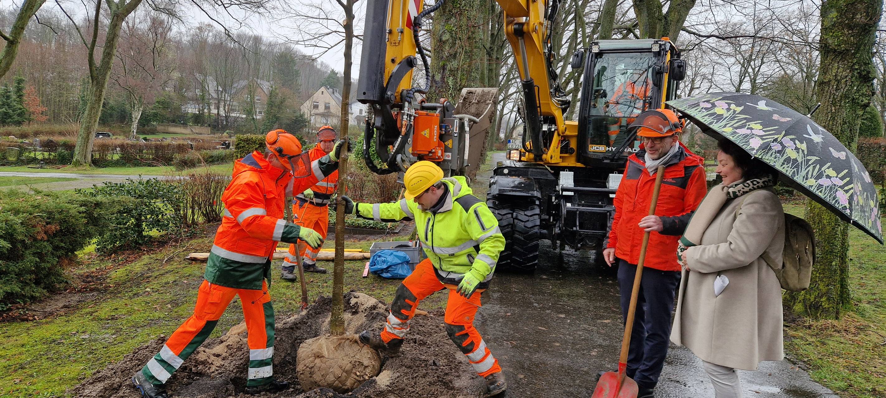 Über 120 neue Bäume auf Aachener Friedhöfen