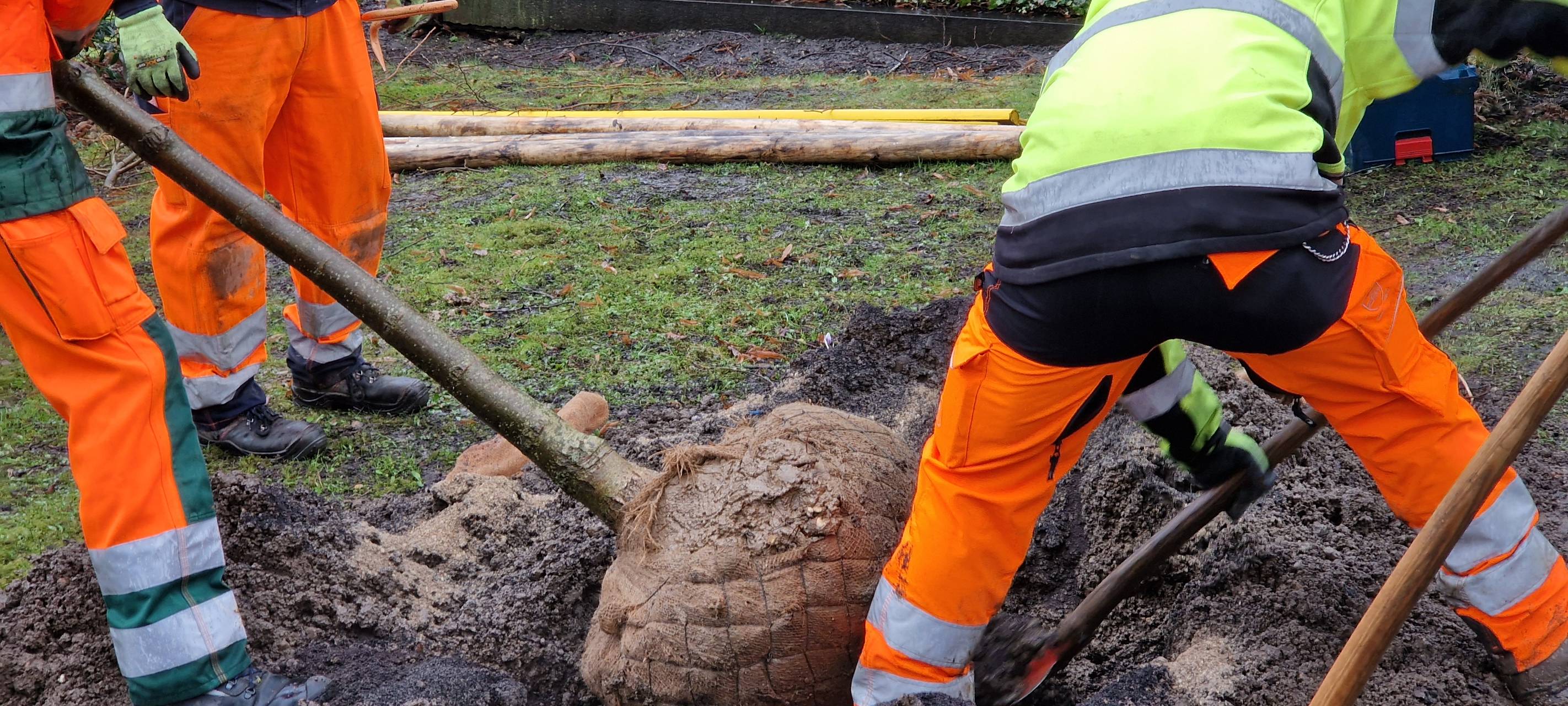 Über 120 neue Bäume auf Aachener Friedhöfen