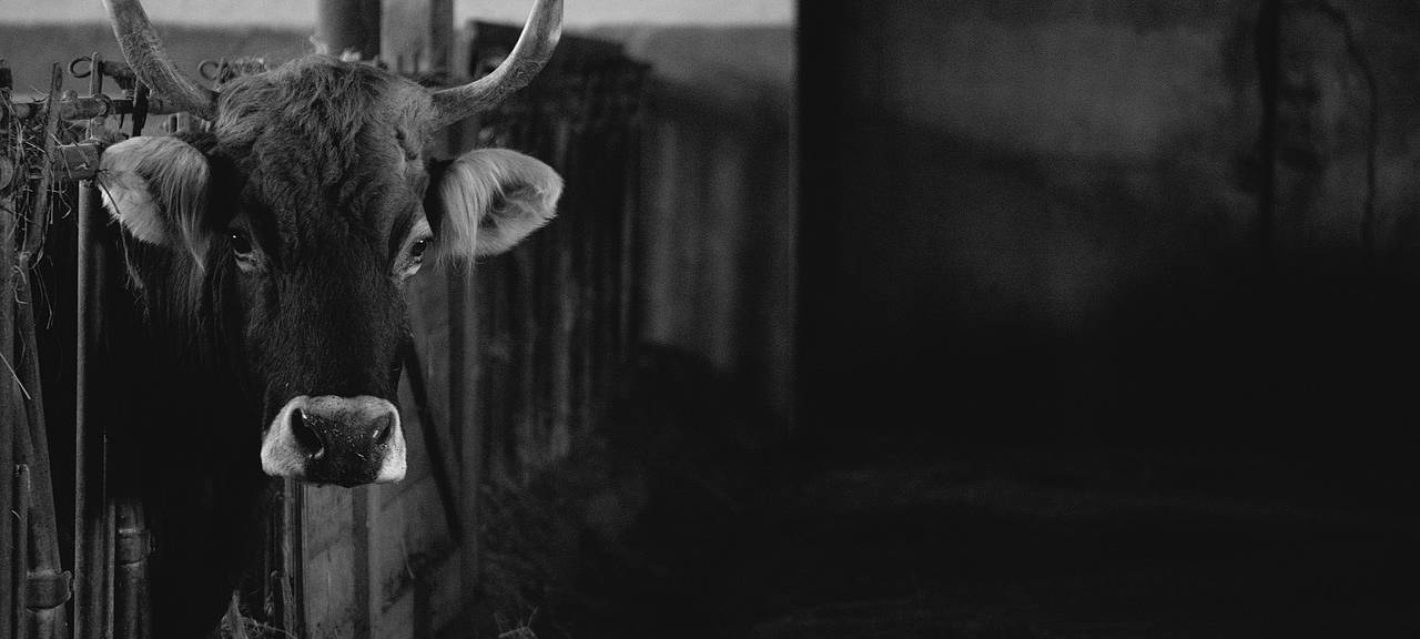 Petition gegen geplanten Rindermastbetrieb in Stolberg