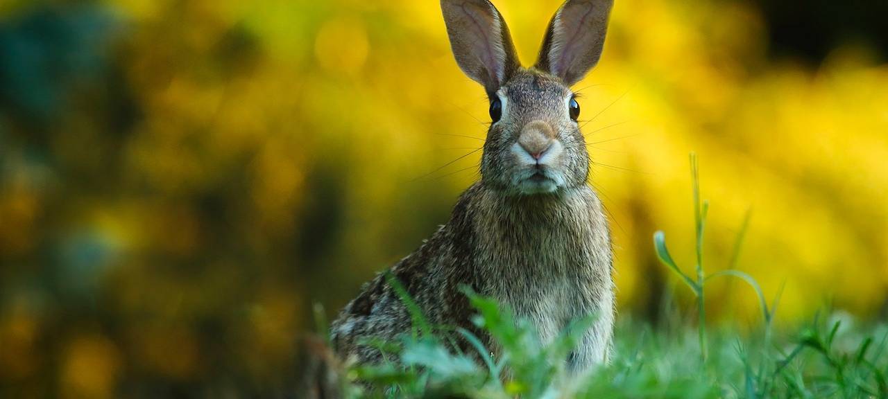 Erster Fall von Hasenpest in der Städteregion Aachen