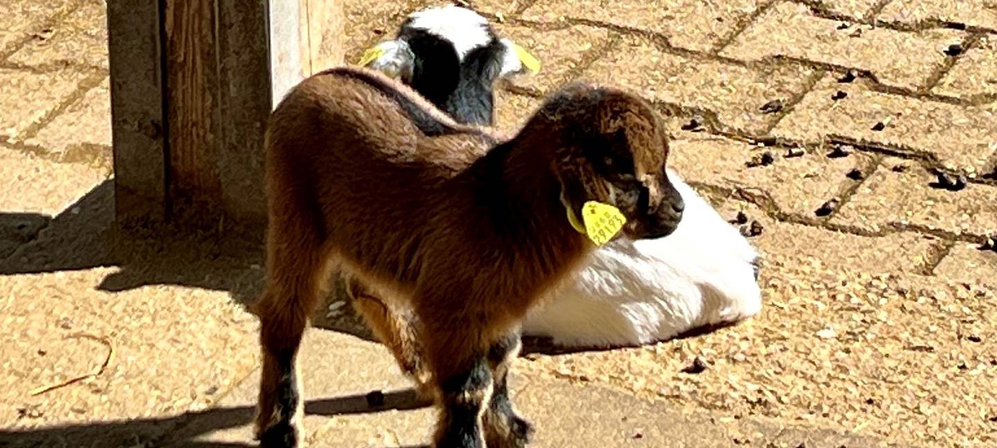 Euregio-Zoo wertet Videoüberwachung aus