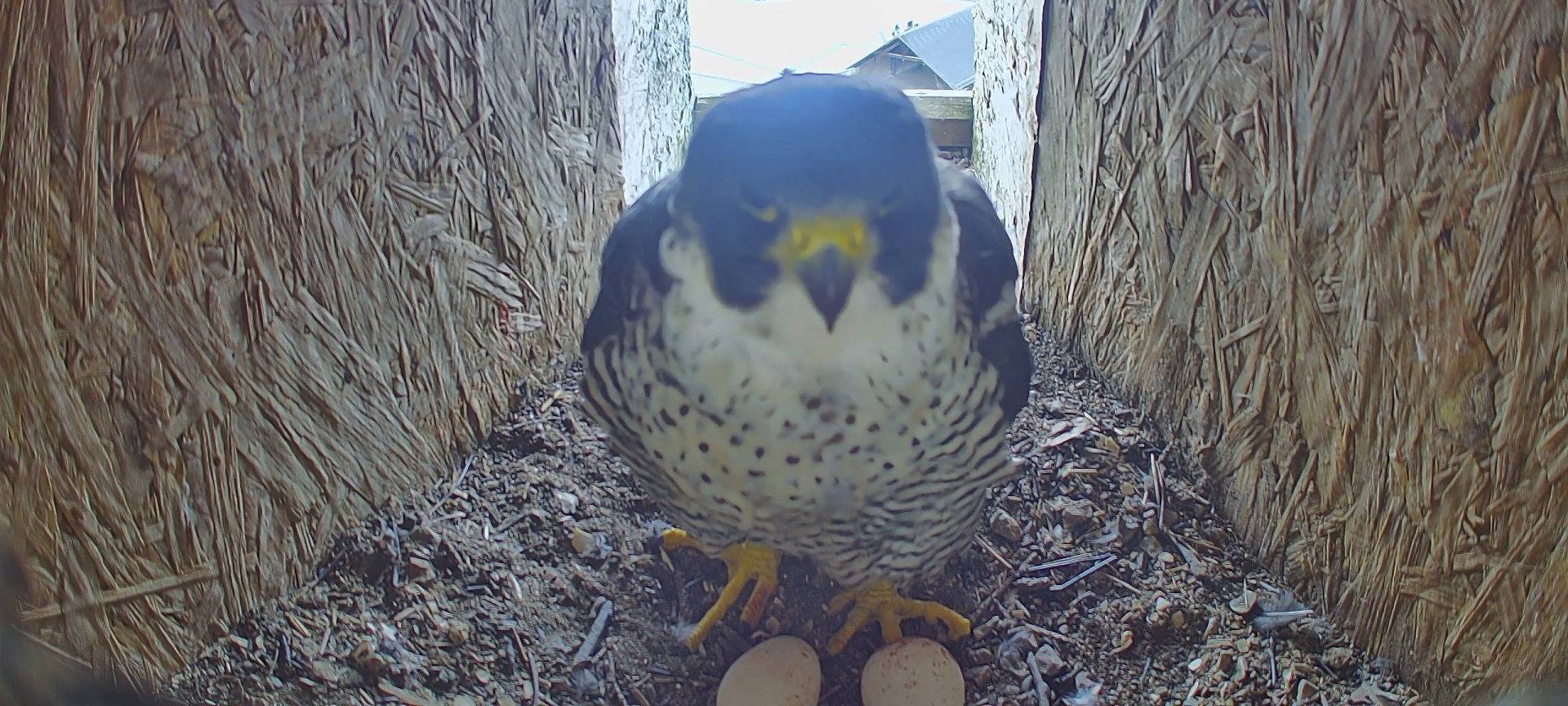 Pünktlich zu Ostern: Zwei Eier liegen schon im Nest
