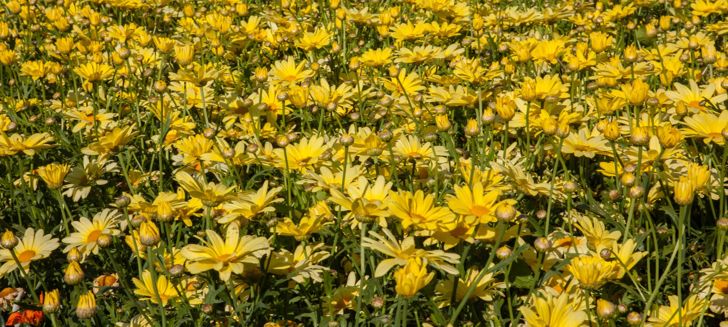 Grünere StädteRegion Aachen