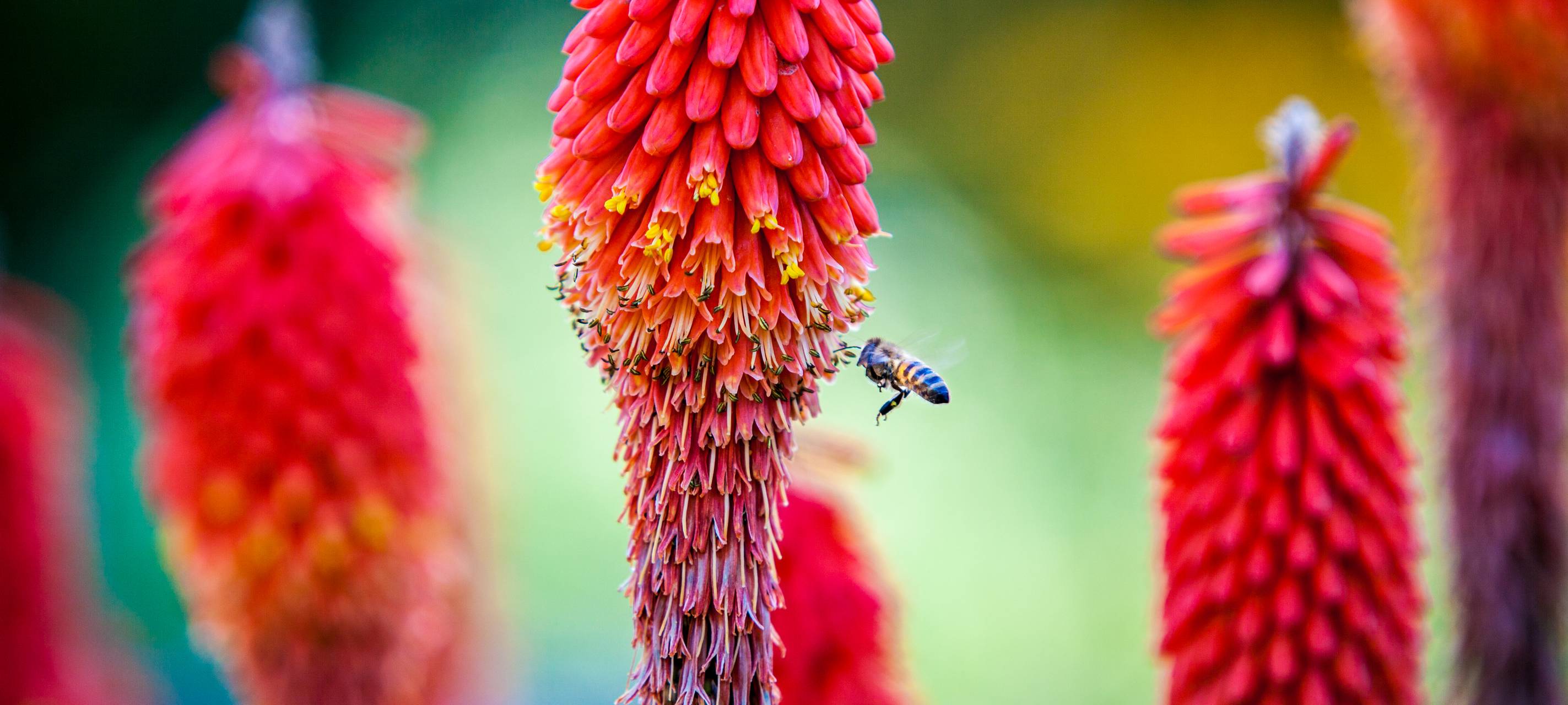 Alsdorf ruft Wettbewerb für insektenfreundliche Vorgärten aus