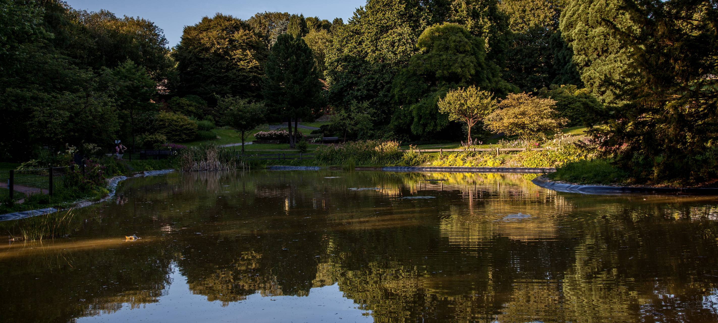 Krötenwanderung Alsdorf