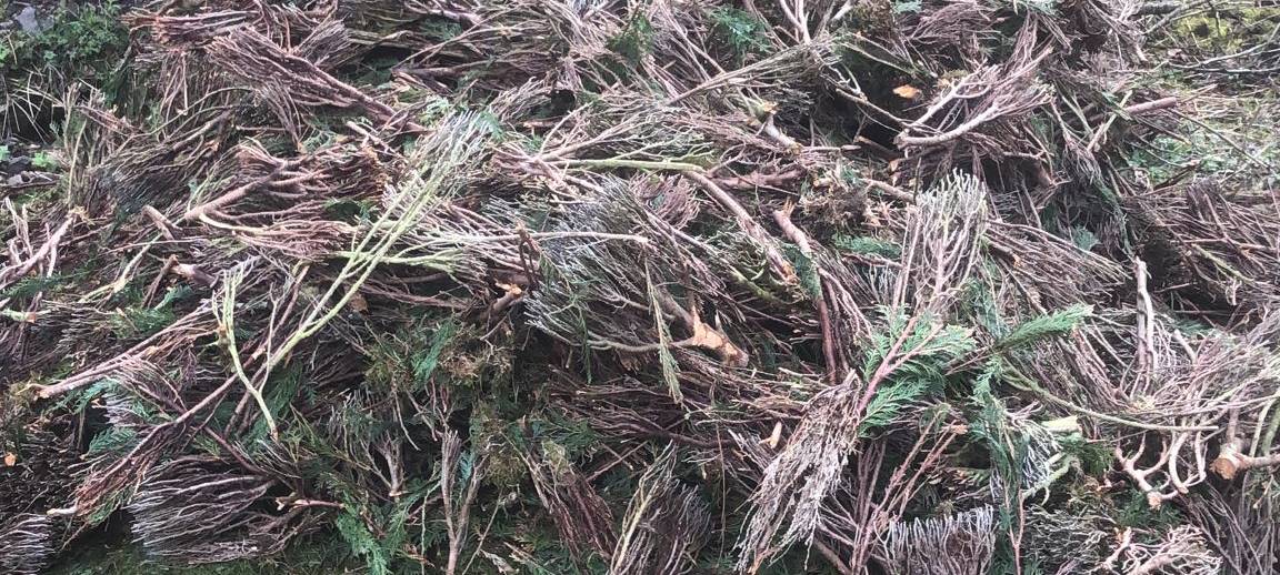 Illegal Grünschnitt entsorgt